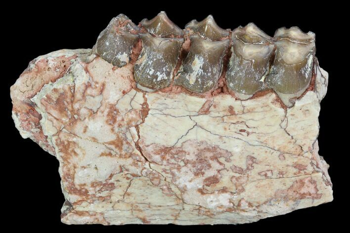 Oreodont (Leptauchenia) Jaw Section - South Dakota #101824